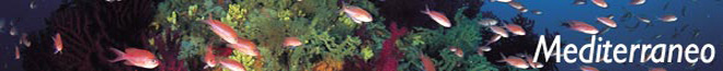 Mediterraneo